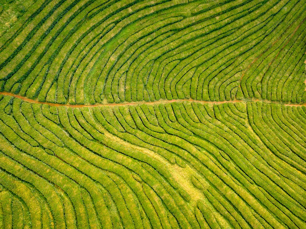 Munnar Tea Gardens